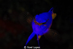 gramma loreto, canon 60D, canon lens 100mm, two ikelite s... by Noel Lopez 